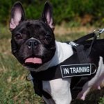 多目的のナイロン製フレンチブルドック用ハーネス　