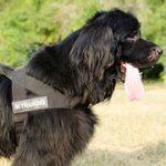 中・大型犬用多目的なナイロン製のハーネス