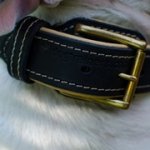 ナパレザーのパッド付きブルテリア用首輪