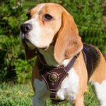 小型犬用コンチョ付き革製ハーネス