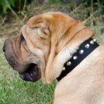 シャー・ペイ向けのコニカルスタッズ付きナイロンの首輪