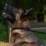 GSDのしつけ用本革チョークカラー＆リード