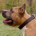 犬用の25mm本皮革製 クラシックな首輪