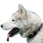 ドット・プレート付き革製首輪【中～大型犬用】