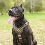 中・大型犬用スタッズ付き革製ハーネス（胴輪）