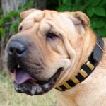 シャー・ペイ用黄銅のプレート付き首輪