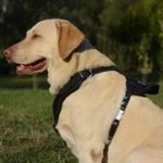 中、大型犬用丈夫な革のハーネス