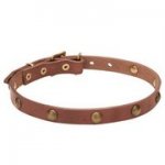 小・中型犬用丸い真鍮製のスタッズ付き首輪