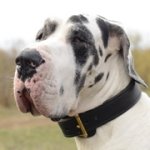 2枚革のグレート・デーン訓練用首輪