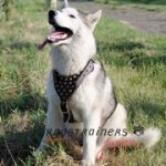 中・大型犬用スタッズ付き革のハーネス