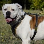 大・超大型犬用スタッズ付き革のハーネス