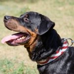 ユニークな模様付き革製犬用デコカラー