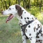 小・中型犬用 コンチョ付 革製ハーネス