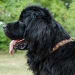 中～大型犬用ゴールデンスタッズ付きレザーカラー