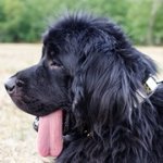 中・大型犬用スパイク＆プレート付き革製首輪