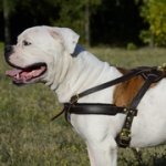 大・超大型犬用多目的な革のハーネス