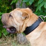 柔らかいフェルトの裏打ち付きシャー・ペイ用首輪