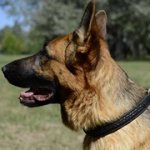 三つ編付き、2枚の革製ジャーマン・シェパード・ドッグ用チョークカラー