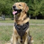ゴールデンレトリーバーの訓練向けの革のハーネス