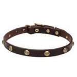 犬用の本革製の首輪（黄銅のスタッズ付き）