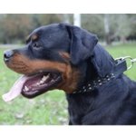 中・大型犬用革のデコカラー