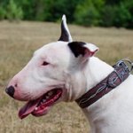 ブルテリア用「有刺鉄線」の絵で装飾された本革首輪