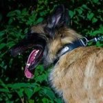 迷子札付　革製首輪　中・大型犬用