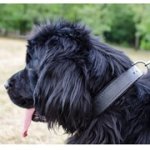 中・大・超大型犬用フェルトのパディング付き革の首輪