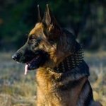 犬の散歩用ブラスのスパイク付きのレザーの首輪