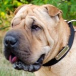 シャー・ペイによく合う迷子札付きナイロンの首輪