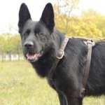 手作りの革製ジャーマン・シェパード・ドッグ用ハーネス