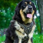 コンチョ＆スタッズ付きの本革犬用ハーネス