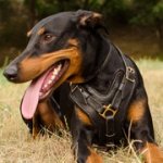 中・大型犬用パディング付き革のハーネス