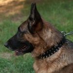 犬用首輪　二列のスパイク付き