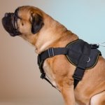 多機能のナイロン製中・大型犬用ハーネス（胴輪）