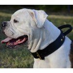 中・大・超大型犬の訓練用革の首輪（ハンドル付き）