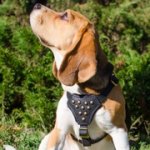 小型～中型犬用玉スタッズ付き革のハーネス　