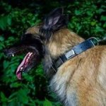 ニッケルのプレート付　革製首輪（中・大型犬用）