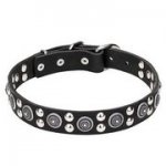 かっこいいスタッズ＆コンチョ付き　犬用首輪
