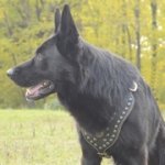 ジャーマン・シェパード・ドッグ用スタッズ付き革のハーネス