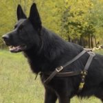 GSD用多目的な革のハーネス