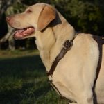 中・大型犬用手作りの革製ハーネス