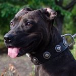 銀色のコンチョ付き革のピットブル用首輪