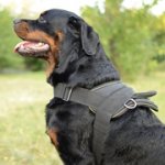 中・大型犬用ナイロンのハーネス