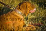 ボルドー・マスティフ犬用デコ首輪　大型犬の散歩に最適！