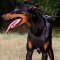 Multipurpose leather harness for Doberman