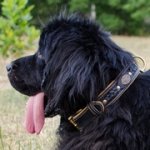 大型犬用三つ編とコンチョ付き本革の首輪