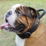 犬の散歩・訓練用 持ち手付革製首輪