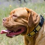 スタッズ＆プレート付き革の首輪