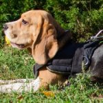 多機能のナイロン製ビーグル犬用ハーネス